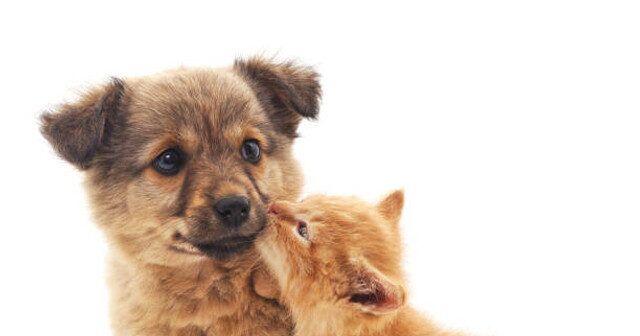 New Pet Store Opens in Delaware